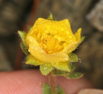 Potentilla cristae