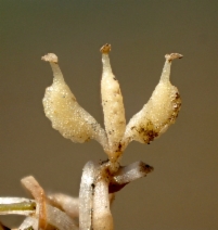 Zannichellia palustris