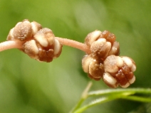 Stuckenia pectinata