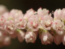 Tamarix ramosissima