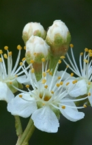 Prunus emarginata