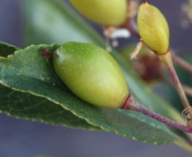 Prunus emarginata