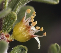 Prunus fasciculata