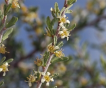 Prunus fasciculata