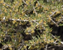 Prunus fasciculata var. fasciculata