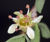 Prunus fasciculata var. fasciculata