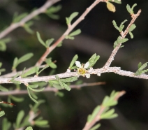 Prunus fasciculata var. fasciculata