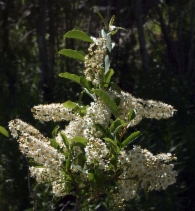 Prunus virginiana