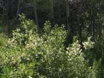 Prunus virginiana var. demissa