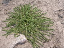 Verbena bracteata