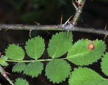 Rosa gymnocarpa var. gymnocarpa