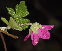 Rubus spectabilis
