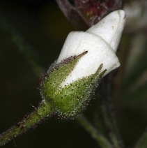 Rubus ursinus