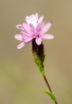 Lessingia micradenia var. micradenia