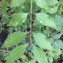 Cornus glabrata