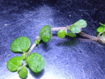 Soleirolia soleirolii