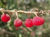 Comarostaphylis diversifolia