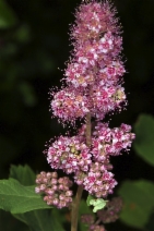 Spiraea douglasii