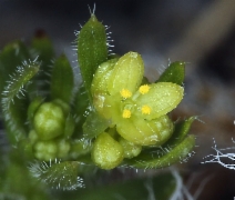 Galium ambiguum ssp. siskiyouense