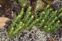 Galium ambiguum ssp. siskiyouense