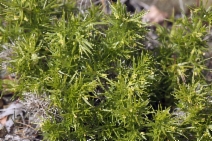 Galium andrewsii ssp. andrewsii