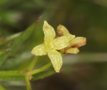 Galium andrewsii ssp. gatense