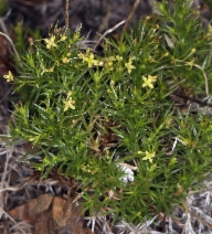 Galium andrewsii ssp. gatense
