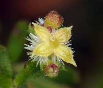 Galium angustifolium ssp. angustifolium