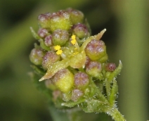 Galium angustifolium ssp. angustifolium