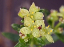 Galium angustifolium