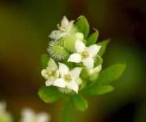 Galium aparine