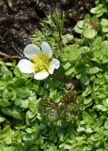 Ranunculus aquatilis