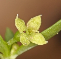Galium bolanderi