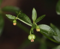 Galium bolanderi