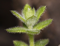Galium californicum ssp. flaccidum