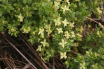 Galium californicum