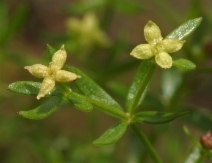 Galium porrigens