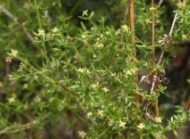 Galium porrigens