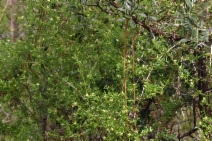 Galium porrigens
