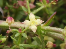 Galium nuttallii