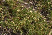 Galium nuttallii