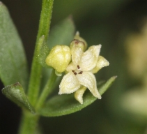 Galium serpenticum ssp. scotticum