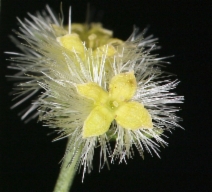Galium serpenticum ssp. scotticum