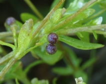 Galium trifidum