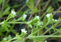 Galium trifidum ssp. columbianum