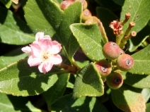 Rhaphiolepis indica