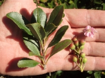 Rhaphiolepis indica