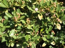 Rhaphiolepis indica