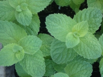 Mentha suaveolens