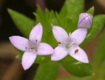 Sherardia arvensis